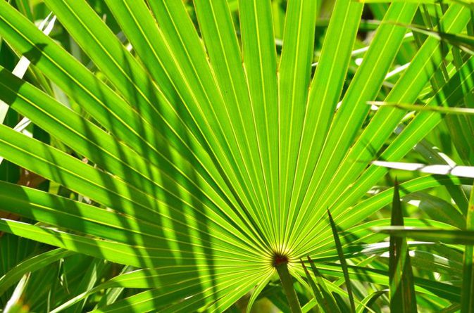 Saw Palmetto